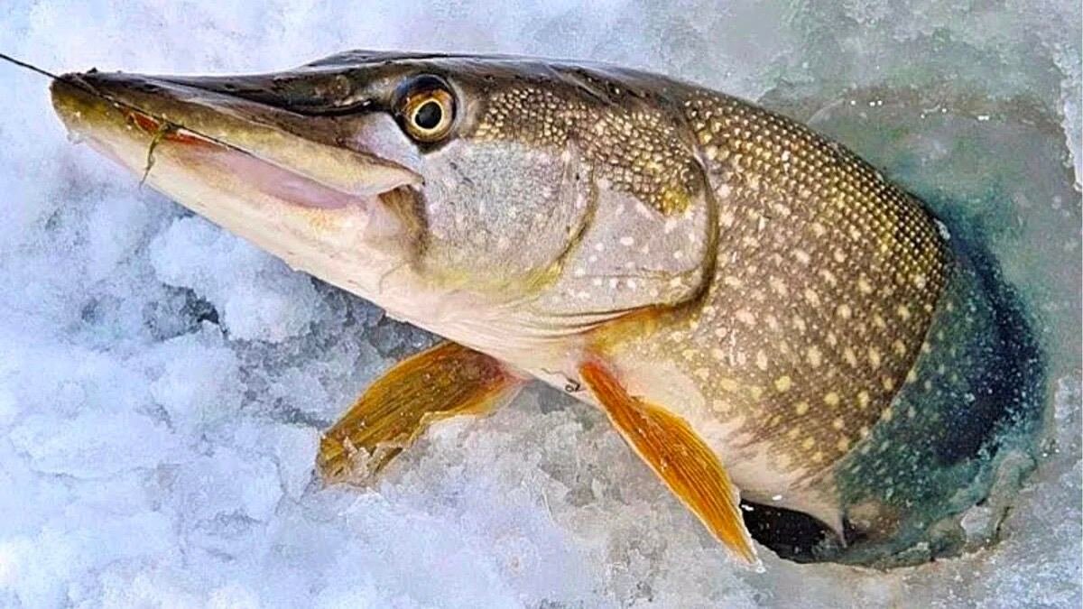 Живец на щуку для зимней рыбалки.🐟 | Рыбалка и точка | Дзен