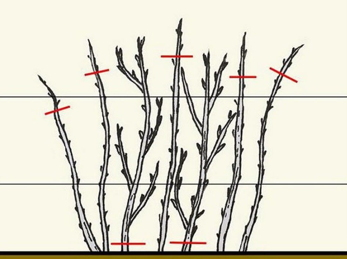Когда подрезать малину осенью. Обрезка ремонтантной малины весной. Обрезания ремонтантной малины. Кусты малины весной обрезать. Обрезка малины кустовой весной.