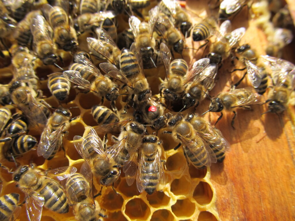 Порода пчёл «Карника» с меченной маткой.