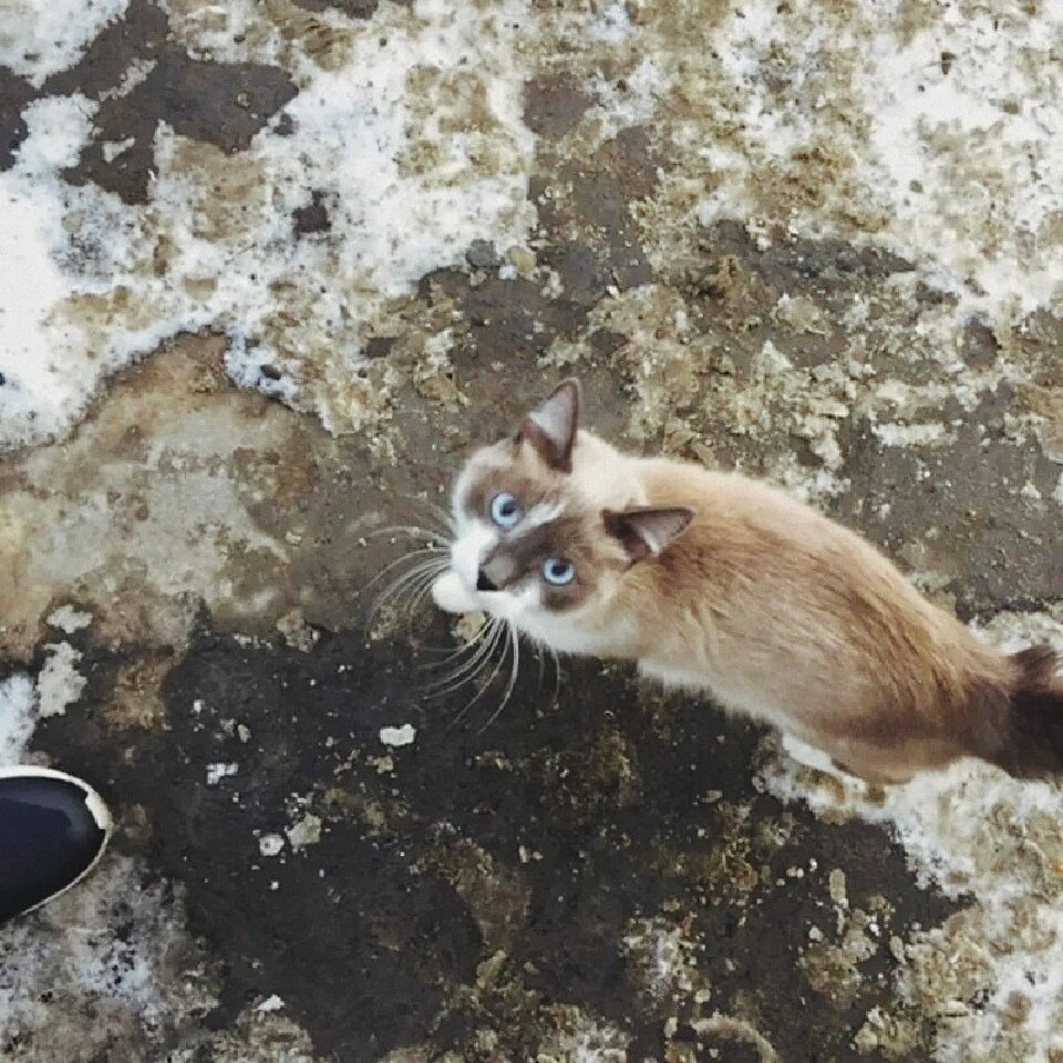 Найденный в сугробе кот