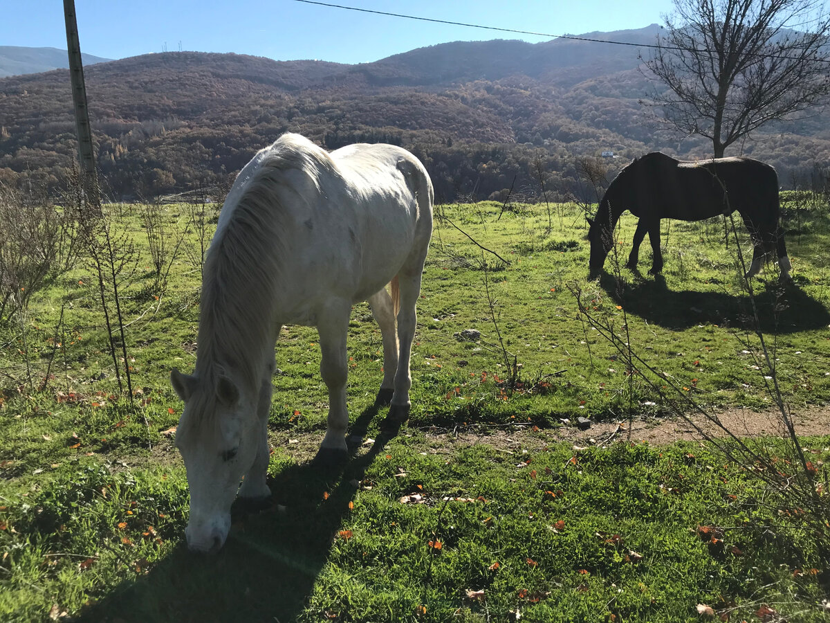 Погода в тот день была примерно такой. Наши лошади стояли как раз на этом пастбище