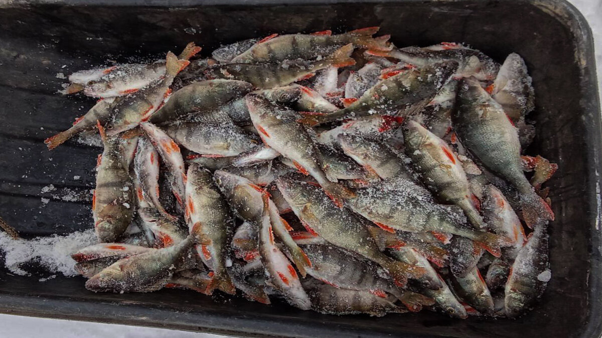 Весенние уловы часто способны порадовать рыболова