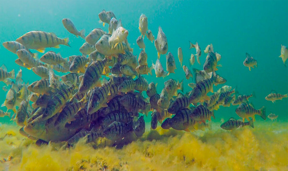 Окуни готовятся к нересту. Самки в окружении самцов