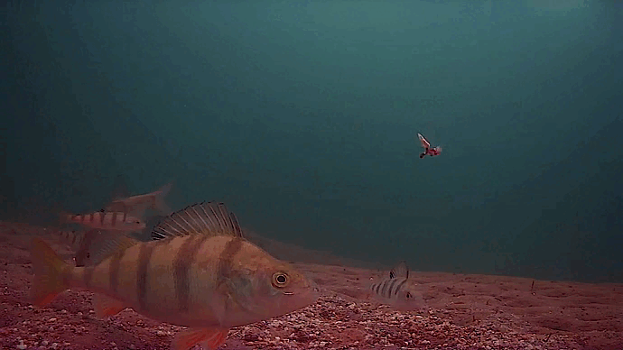 Смена проводки привела к поклёвке окуня