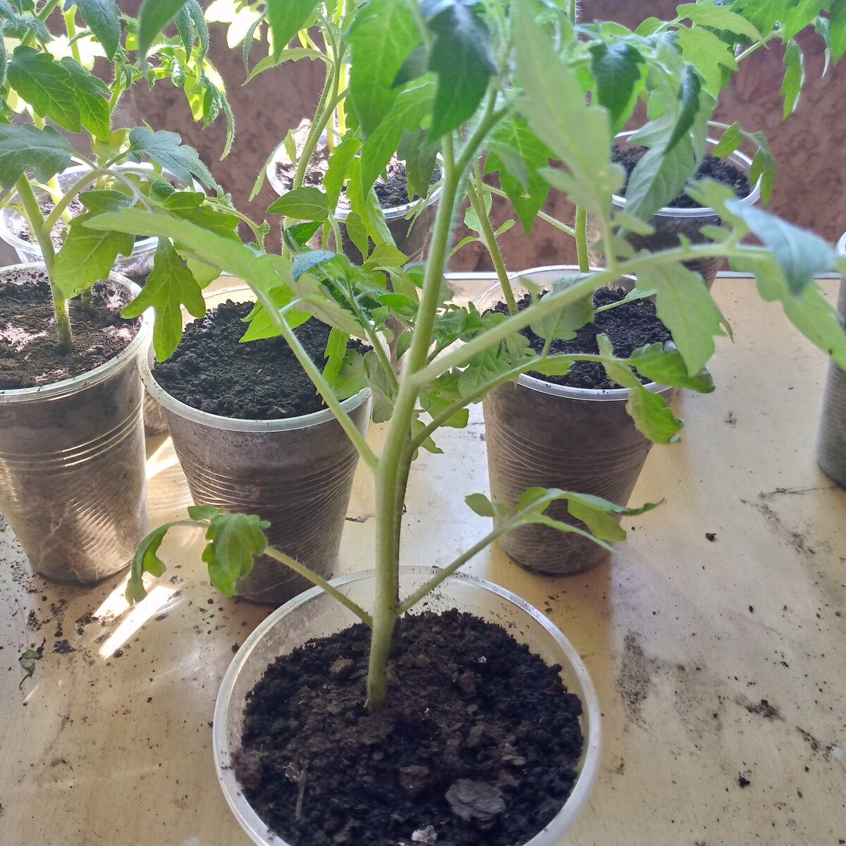 замачиваем семена томатов перед посадкой на рассаду. подготовка семян томата к посеву. как замочить помидоры на рассаду. протравливание семян томатов. прорастание семян томата.