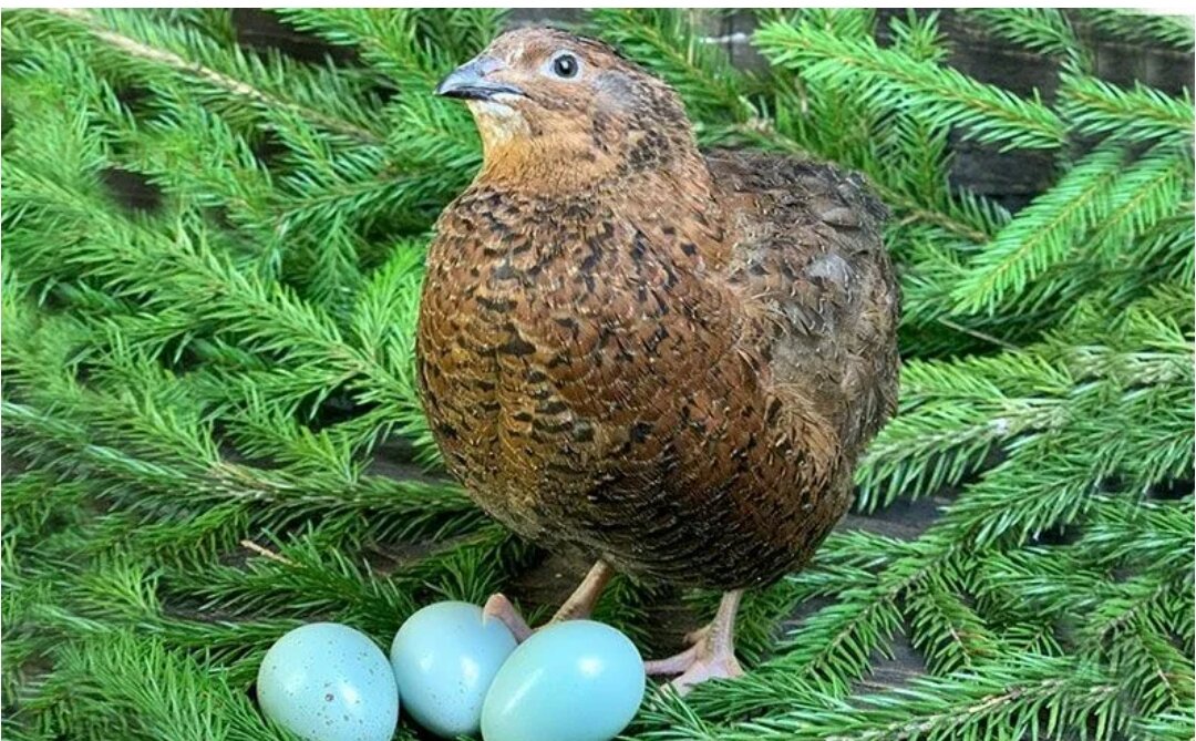 Фото с сайта zhivotnye-gid.ru