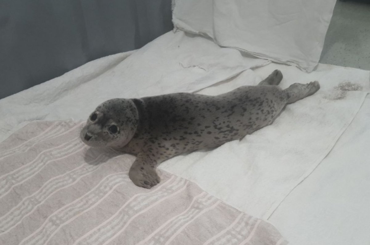    Спасённый тюленёнок в центре /