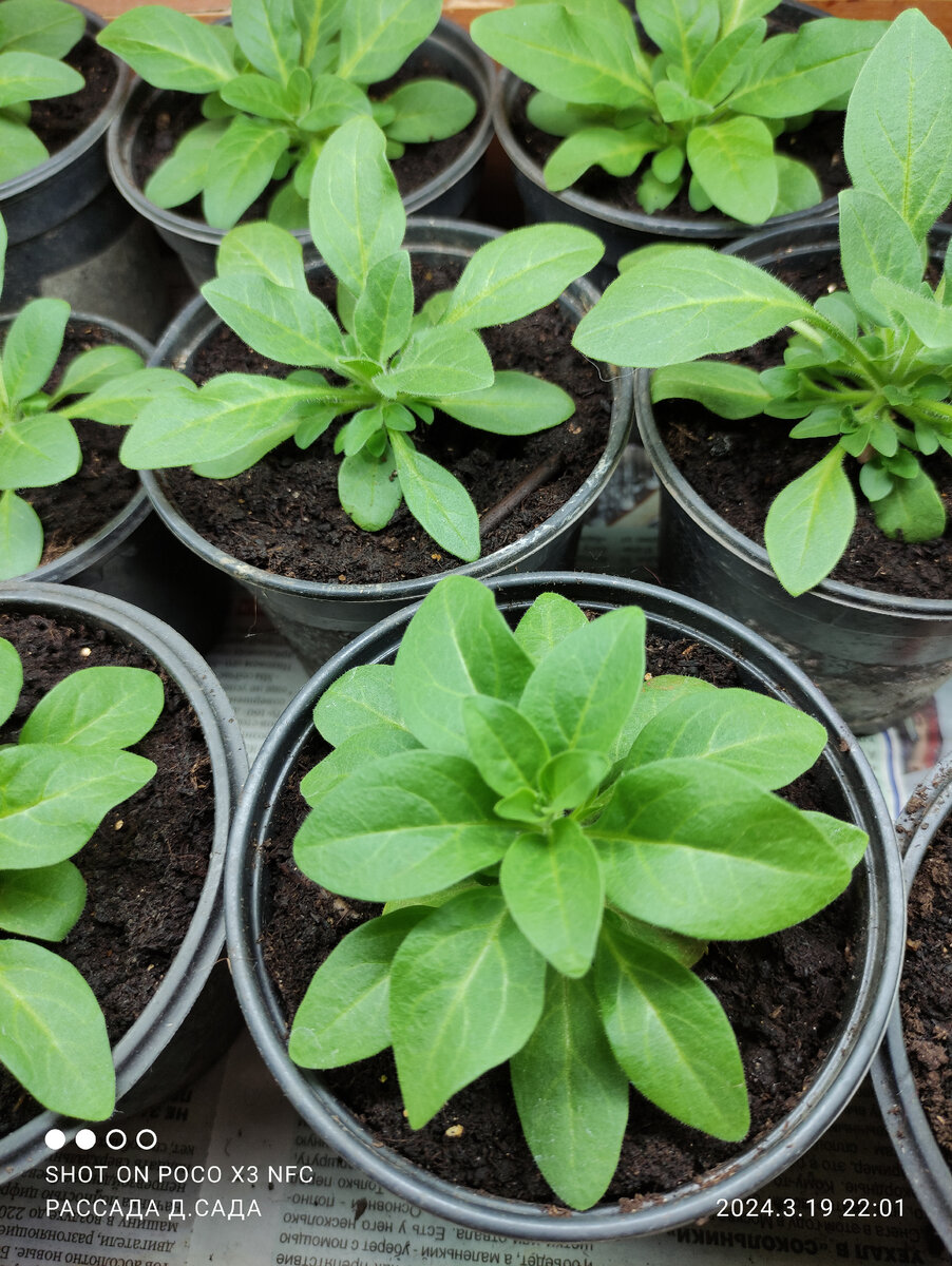 А какая подкормка самая важная? Мы тоже не откажемся от такой подкормки. 