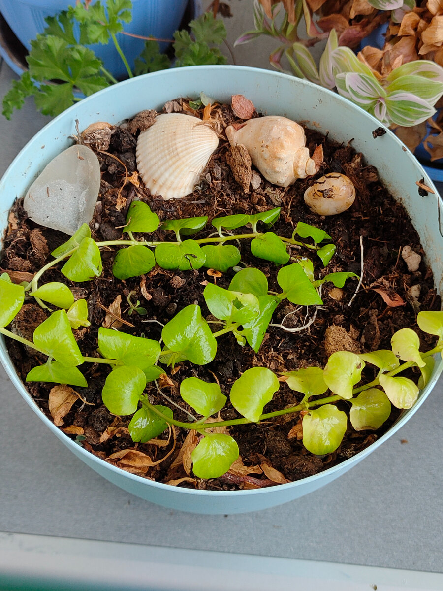Монеточник из моего заказа на маркетплейсе, только высадила в горшок.