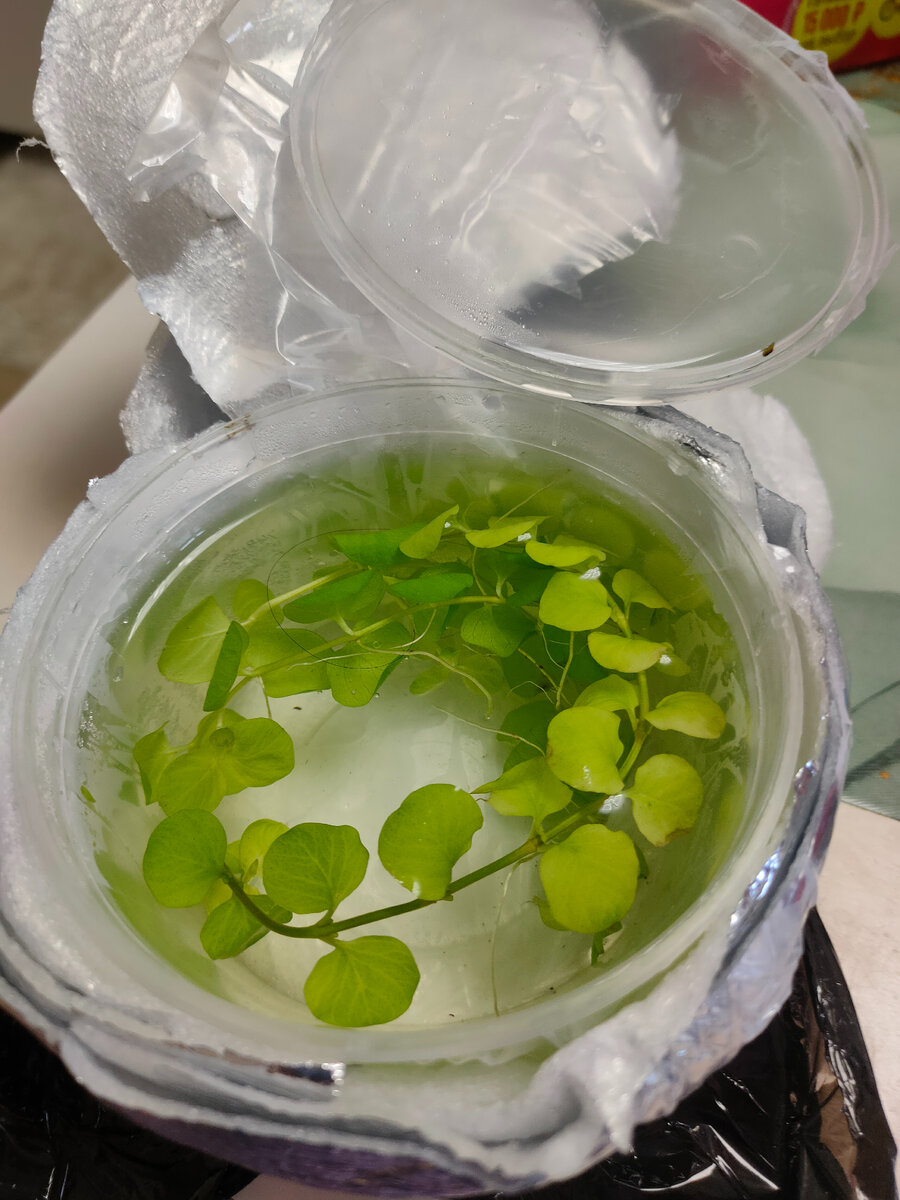 В такой упаковке я забрала свой монеточник с пункта выдачи, очень хорошо упакован