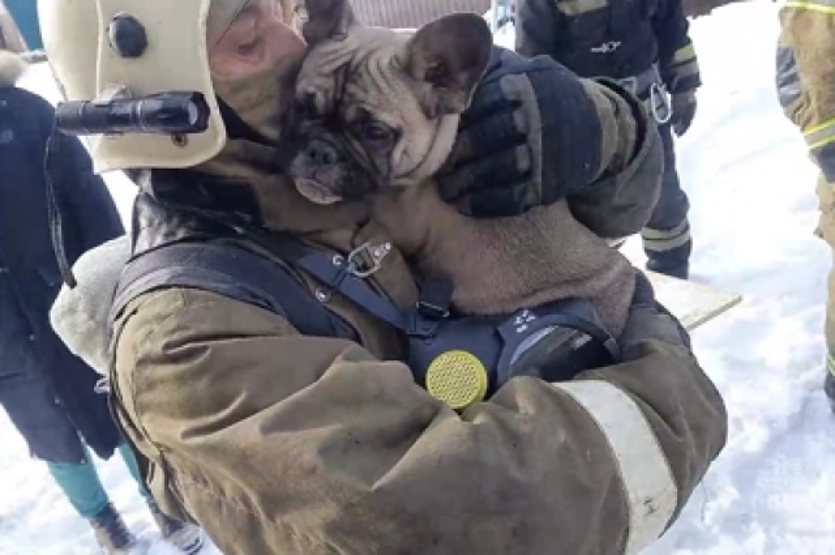    В Омской области пожарные спасли из огня французского бульдога Персика