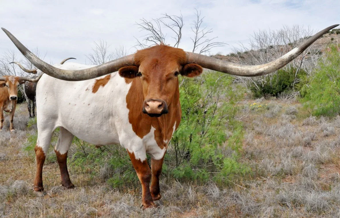 Техасские лонгхорны известны своими впечатляющими длинными рогами, которые могут достигать более 2 метров от конца до конца у некоторых особей. Необычный факт, связанный с этой породой коров, заключается в их удивительной генетической особенности, которая позволяет им иметь уникальный и разнообразный окрас. Техасские лонгхорны могут быть практически любого цвета или комбинации цветов, включая черный, красный, коричневый, серый и даже пятнистый или с полосами. Это разнообразие в окрасе делает каждую особь по-своему уникальной.