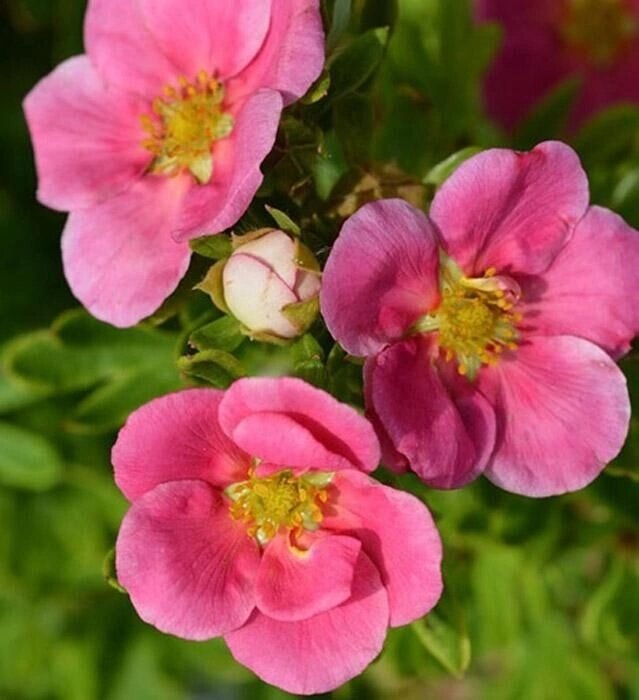 "Белиссима "(Potentilla fruticosa Bellissima).Компактный, густой кустарник высотой и шириной 0,3 м.
Цветки полумахровые, яркие, насыщенно-розовые, крупные, диаметром 5см, не выгорают по мере цветения(!).
Обильное непрерывное цветение с июня до сентября.