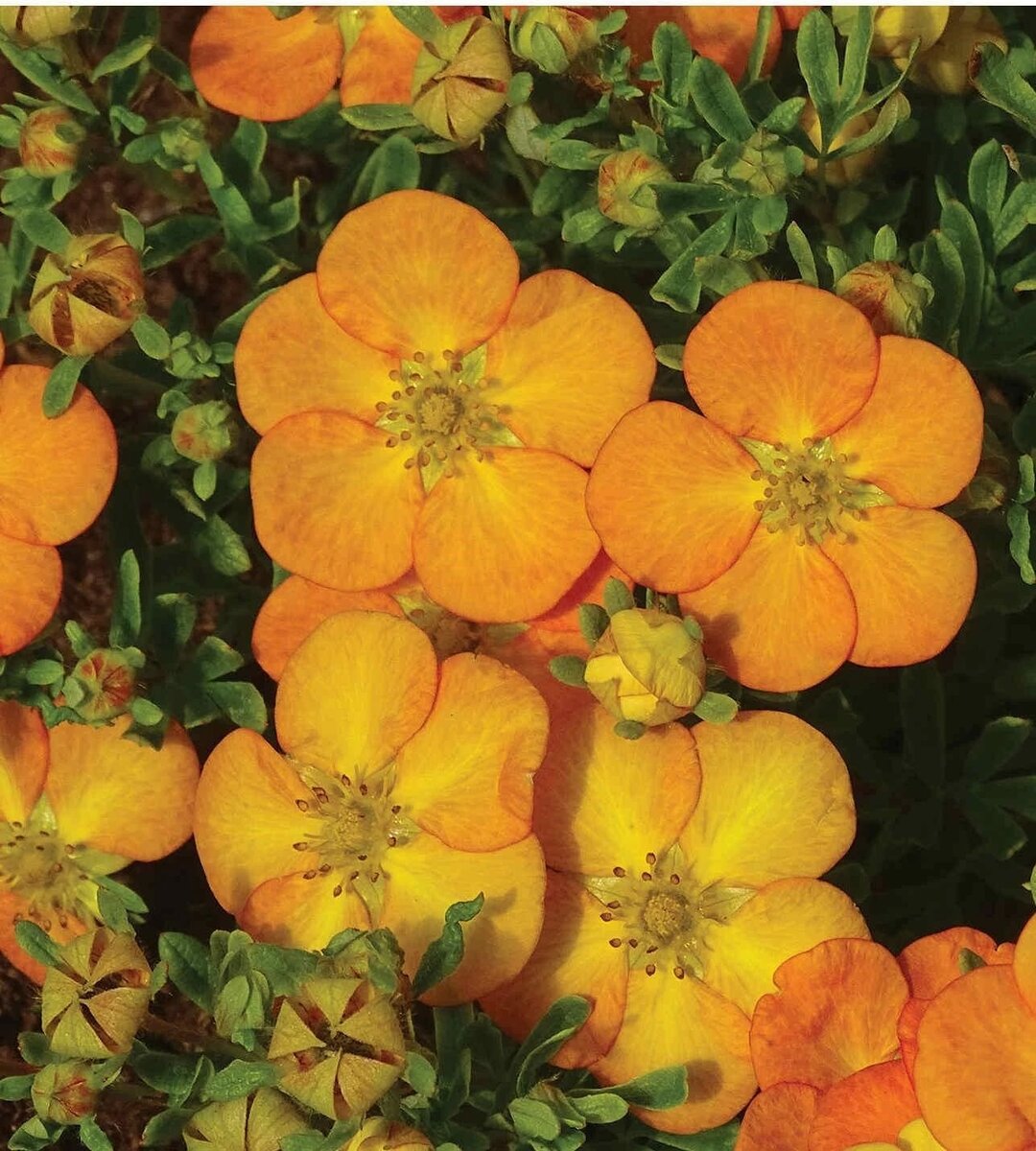 "Белла Сол" (Potentilla fruticosa Bella Sol).Компактный, густой кустарник высотой и шириной 0,3 м.
Цветки полумахровые, яркие, насыщенно-оранжевые, крупные, диаметром 5см, не выгорают по мере цветения(!).
Обильное непрерывное цветение с июня до сентября.