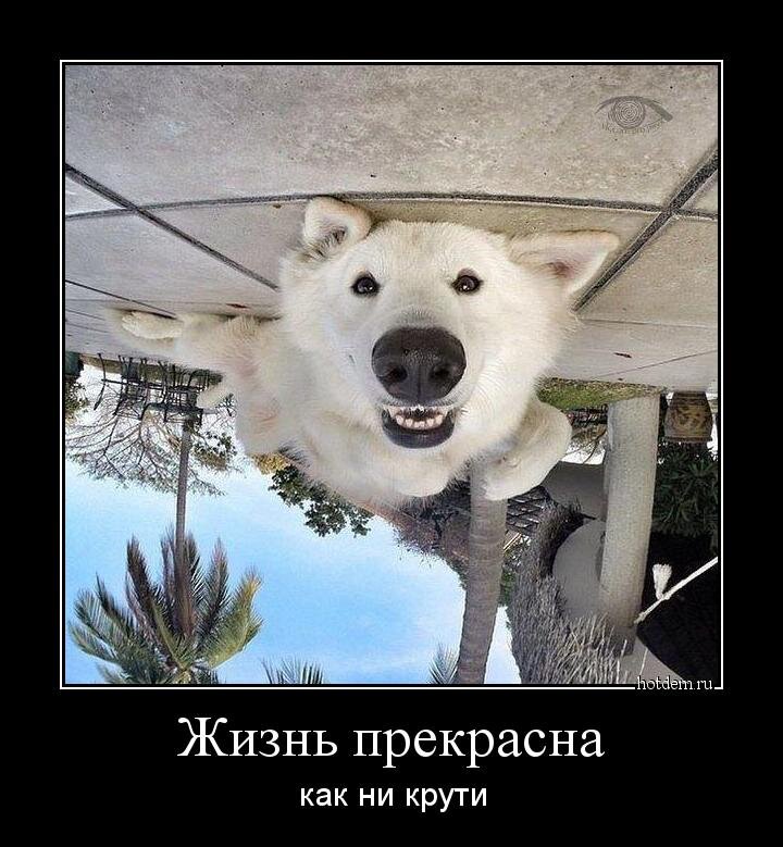 яндекс.картинки, свободный доступ