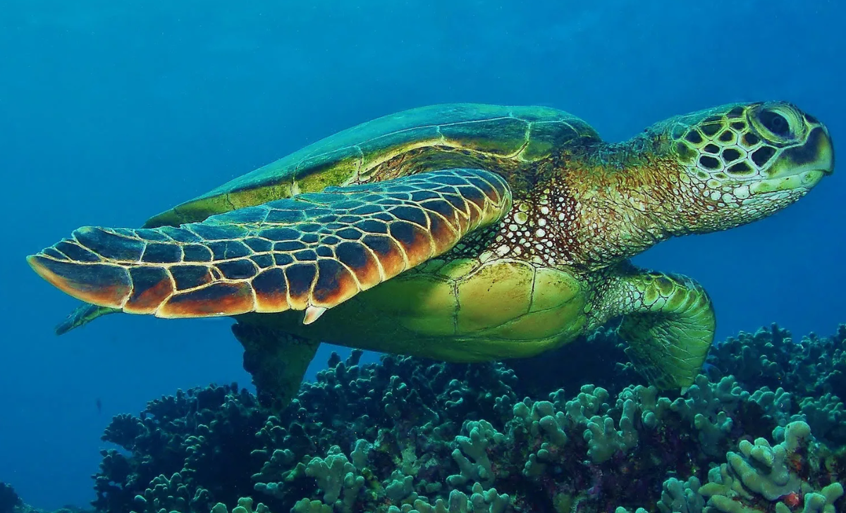 Черепаха с плоским панцирем (Chelonia mydas)