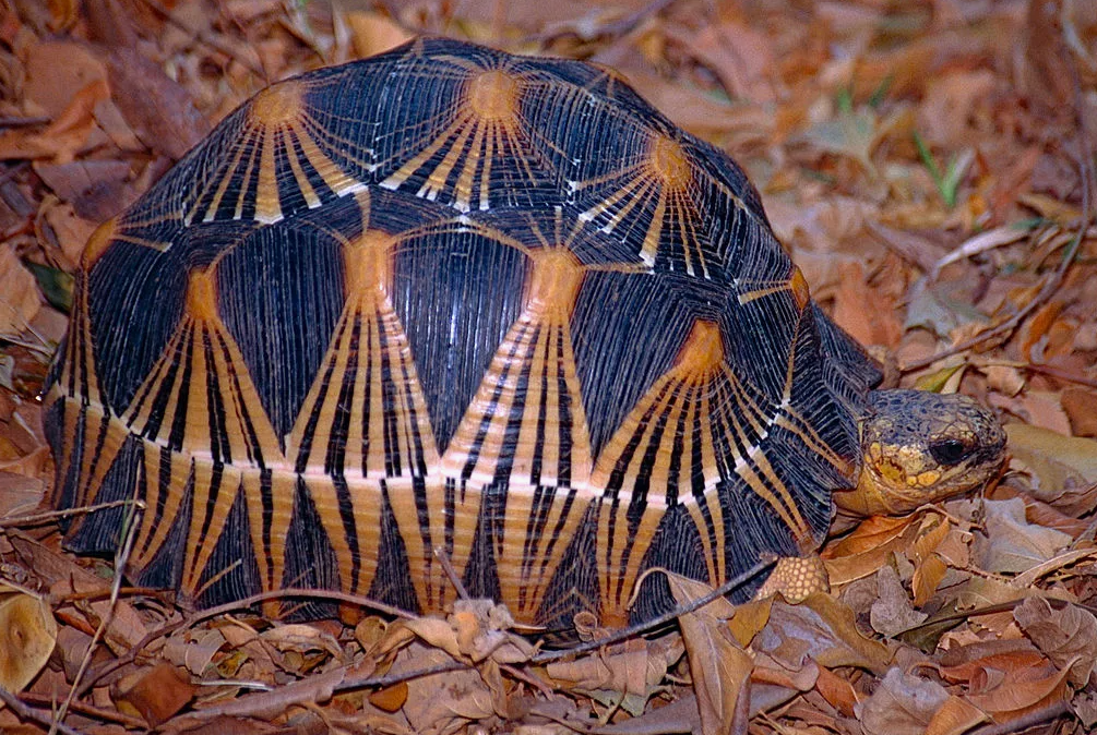 Мадагаскарская радужная черепаха (Astrochelys radiata)