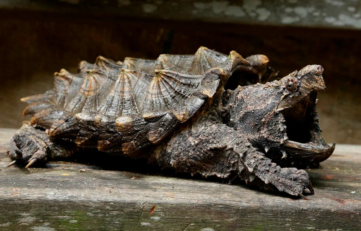 Аллигаторовая черепаха (Macrochelys temminckii)