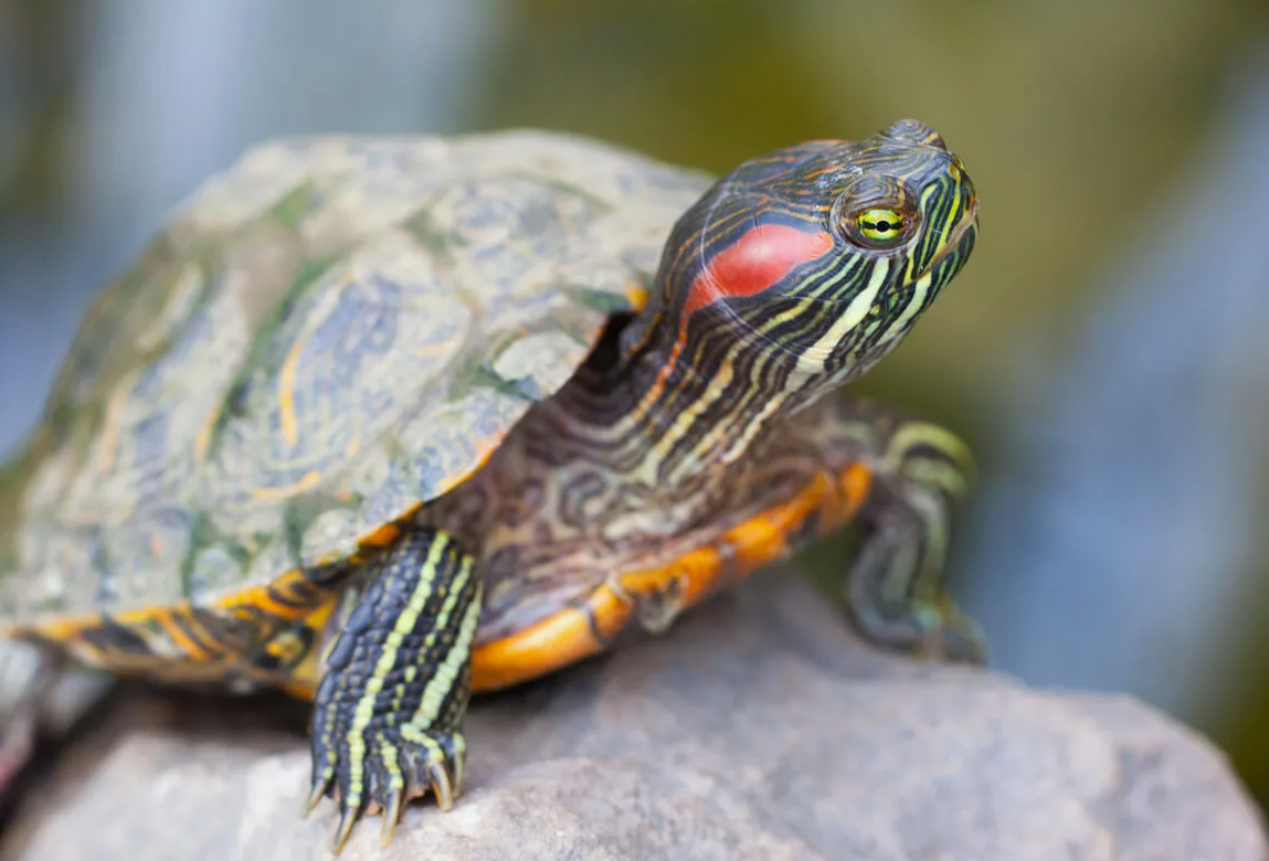 Красноухая черепаха (Trachemys scripta elegans)