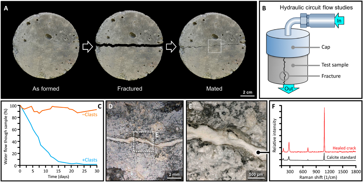 Современные эксперименты по самовосстановлению раствора. После заливки образцы горячего бетона в римском стиле были механически разрушены, а затем повторно соединены (с зазором 0,5 ± 0,1 мм) и предварительно подготовлены для исследований по заживлению трещин (А). Используя интегрированную схему потока (B), поток воды через образец в течение 30 дней документировался расходомером. По сравнению с контрольным образцом без известковых частиц (оранжевая линия) через 30 дней поток воды через образец, содержащий известковую крошку (синяя линия), прекратился (С), а исследование потрескавшейся поверхности показало, что она была полностью заполнена известковым веществом. недавно выпавшая минеральная фаза (D и E), которая была идентифицирована как кальцит по данным рамановской спектроскопии (F).