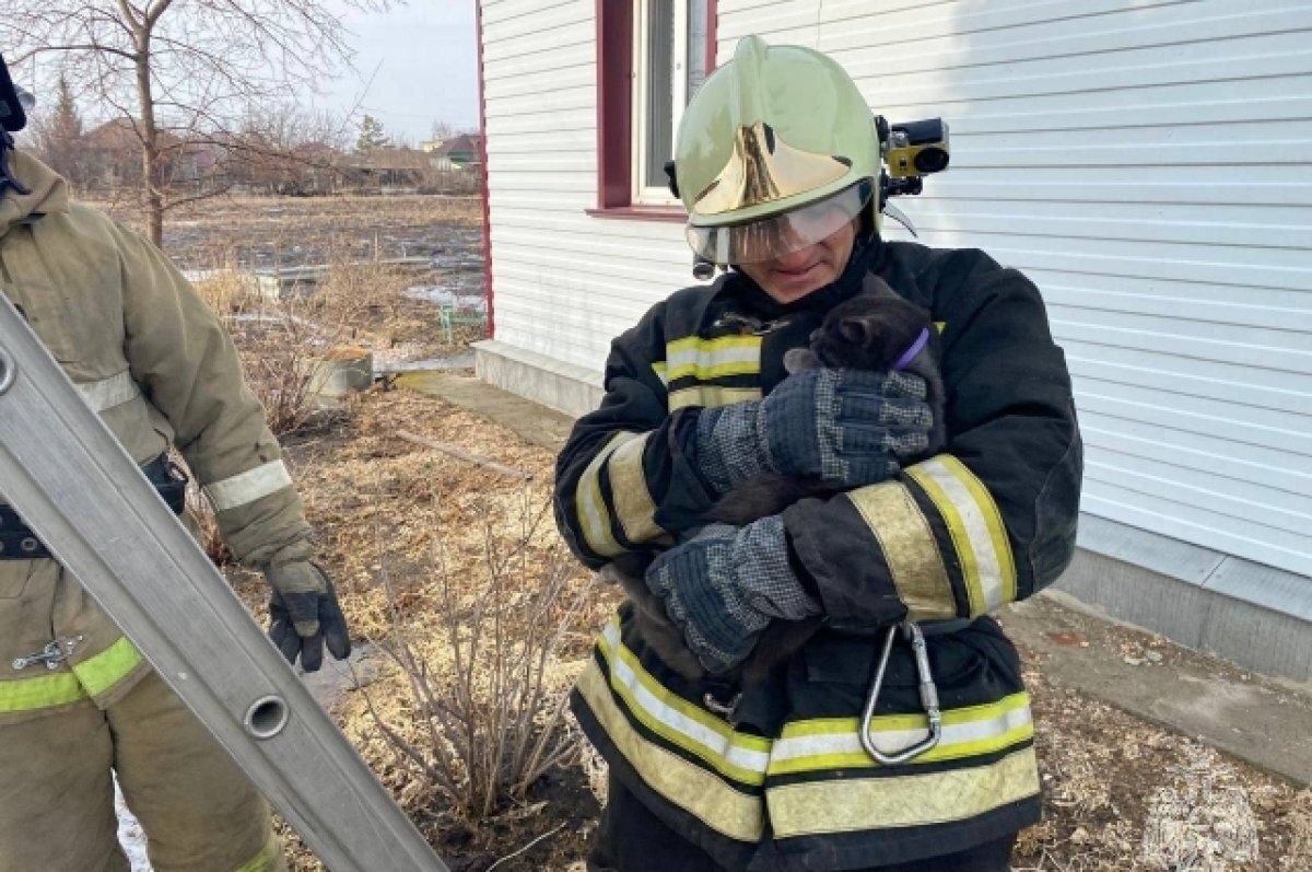    В Алтайском крае спасатели сняли загнанного собаками кота с 16-метровой ели