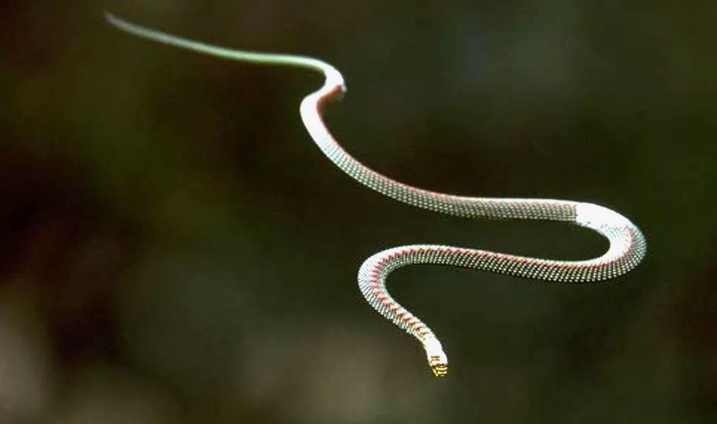 Летающая змея (Chrysopelea paradisi)