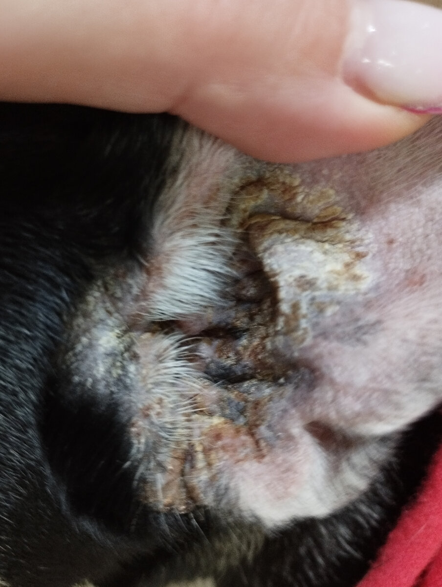 Не чистить, МЫТЬ!!  