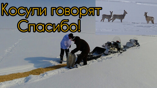 Помощь зверушкам в зимнее время. Охота без границ.