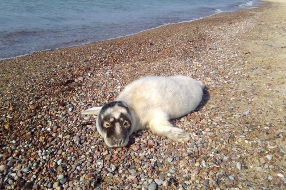    Специалисты напомнили о правилах поведения при находке на береге белька