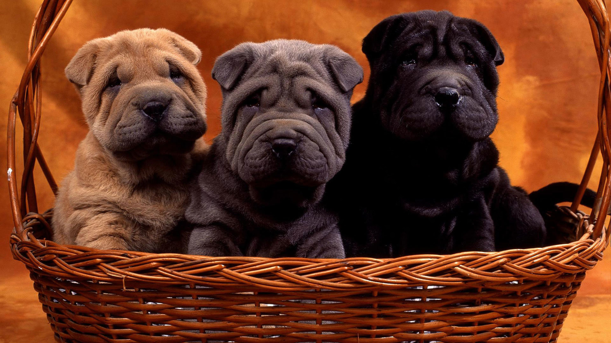 Фото с tinydog.ru