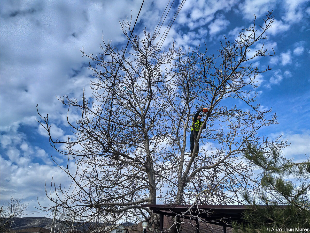 Пильщик с  бензопилой на нашем грецком орехе.
