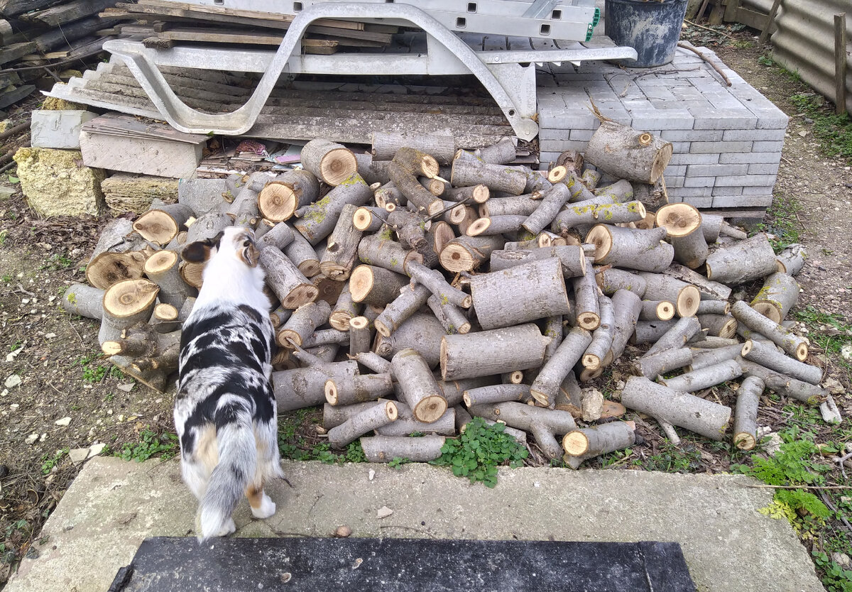 Корги Тильда осматривает дровишки из грецкого ореха.