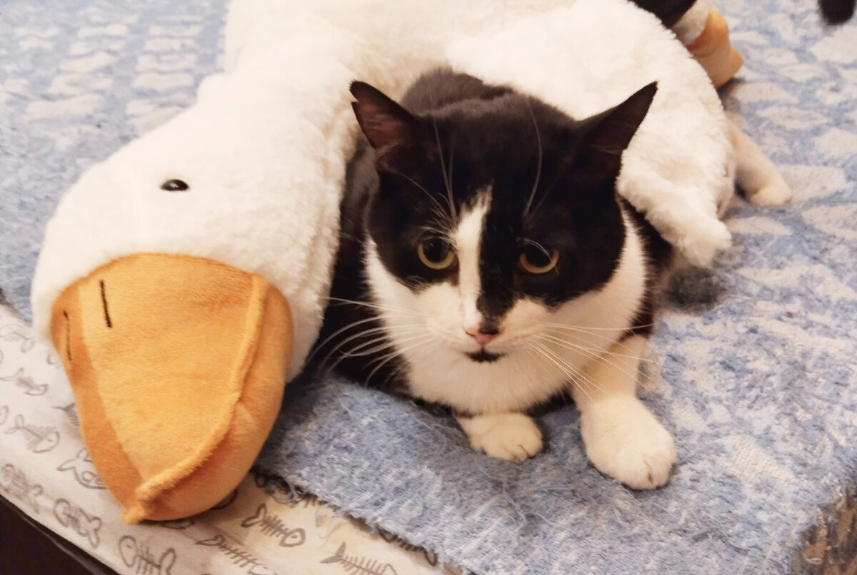 Можно. Геральт разрешил