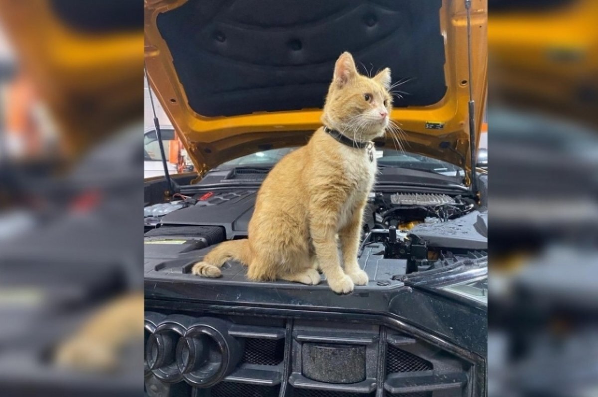    В тверской автосервис официально трудоустроили кота, у него есть страховка