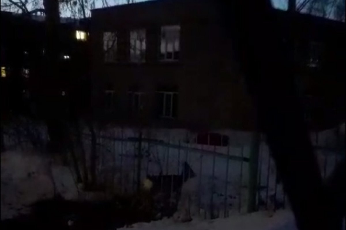    В Миассе детеныш косули застрял между прутьями забора в детском саду