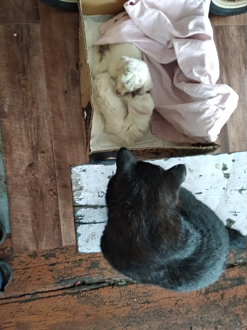 Кот Мия изучает пришельцев