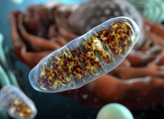 Добавьте описание