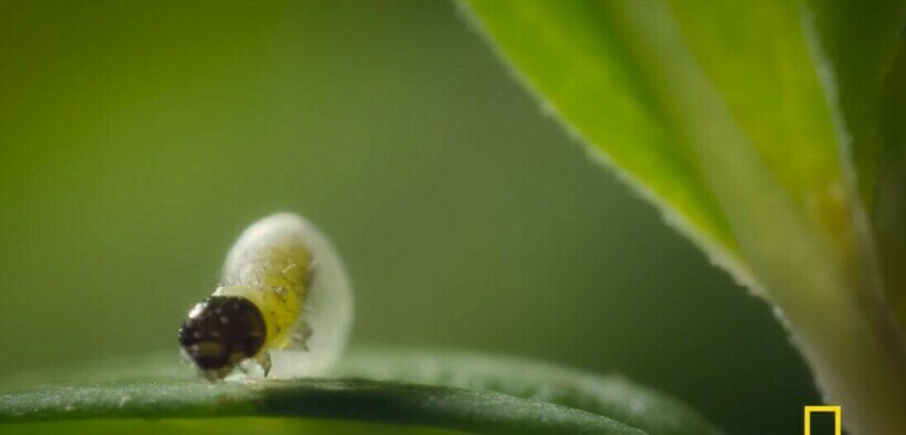    Видео: как гусеница превращается в бабочку