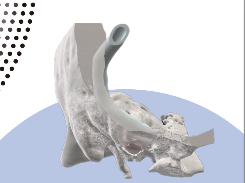 Макет анатомической модели височной кости 