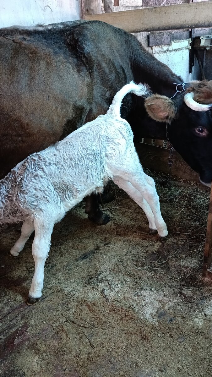 Это Роза с Сильвой. 