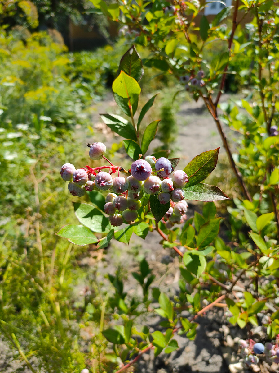 Фото автора. Спеет голубика 