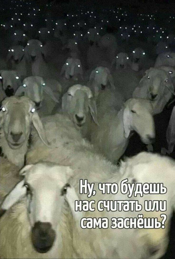 Овцы ночью