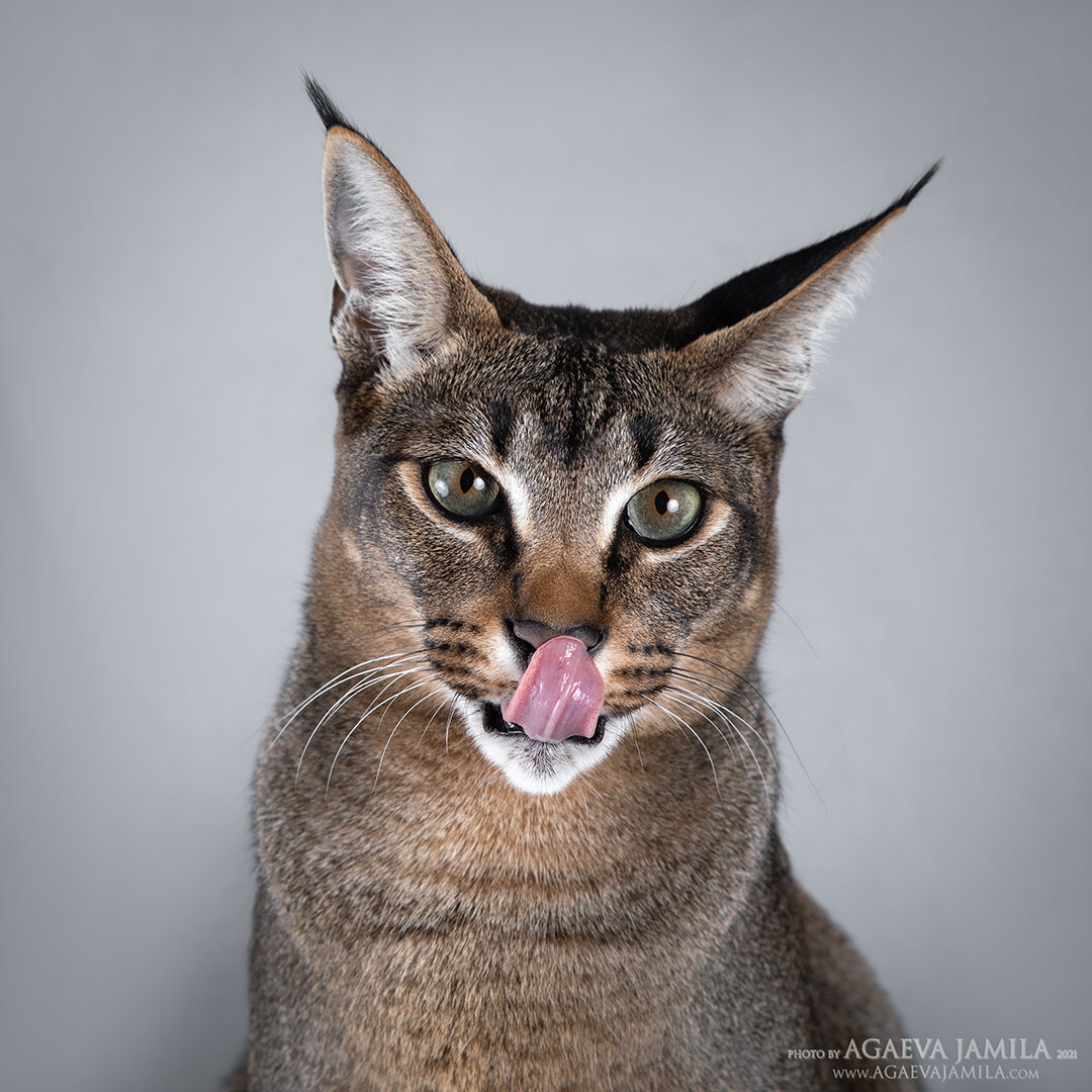 Алиса, каракет Ф1