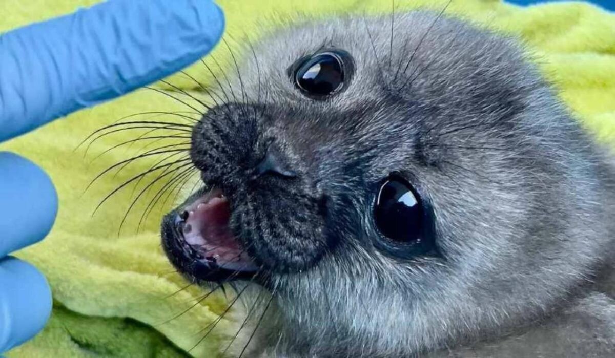     Первые зубки у крошки-нерпы. Источник: t.me/sealresque Автор фото: Фонд друзей балтийской нерпы