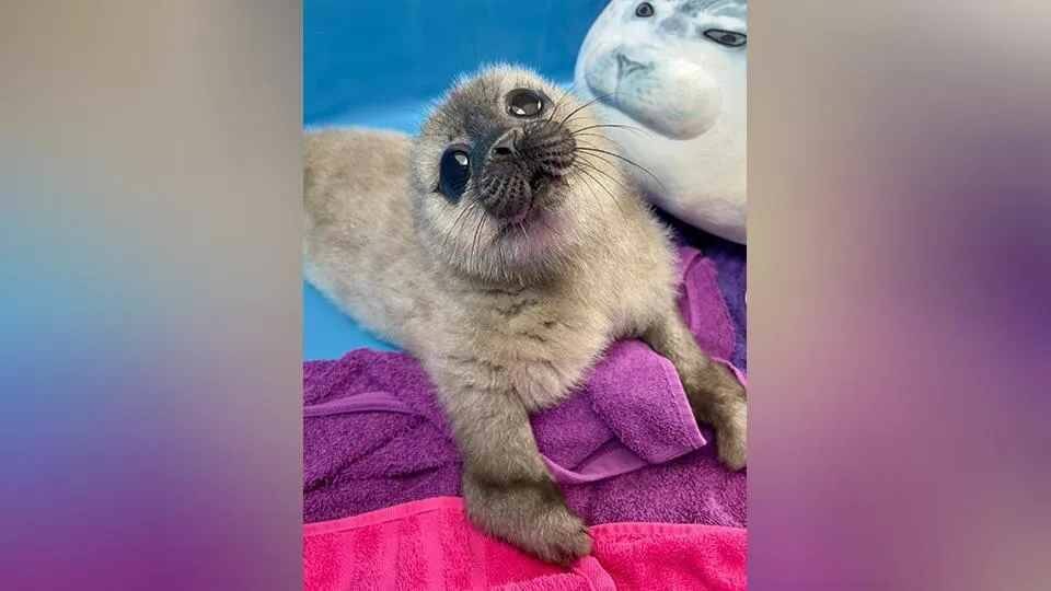 Маленькая нерпа Источник: t.me/sealresque Автор фото: Фонд друзей балтийской нерпы📷
