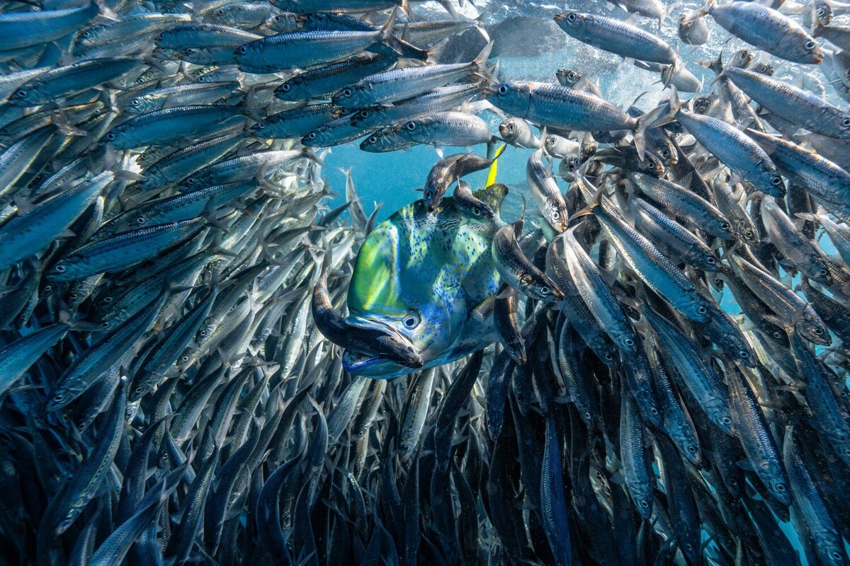 © Lisa Stengel (США) «Окно возможностей». Up & Coming Underwater Photographer of the Year 2024