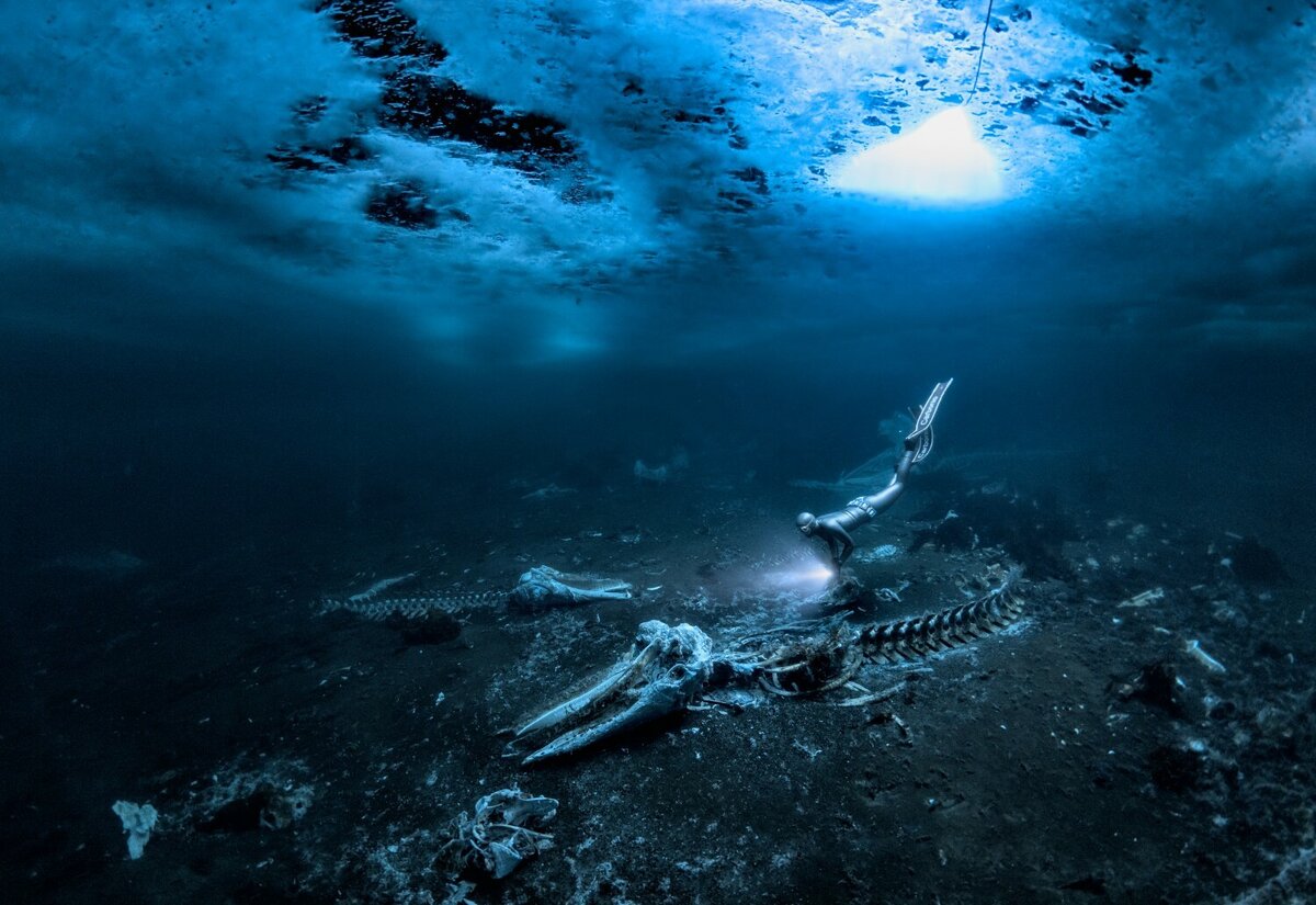 © Alex Dawson (Швеция) «Китовые кости». Underwater Photographer of the Year 2024и победитель в категории «Широкий угол. Marelux»