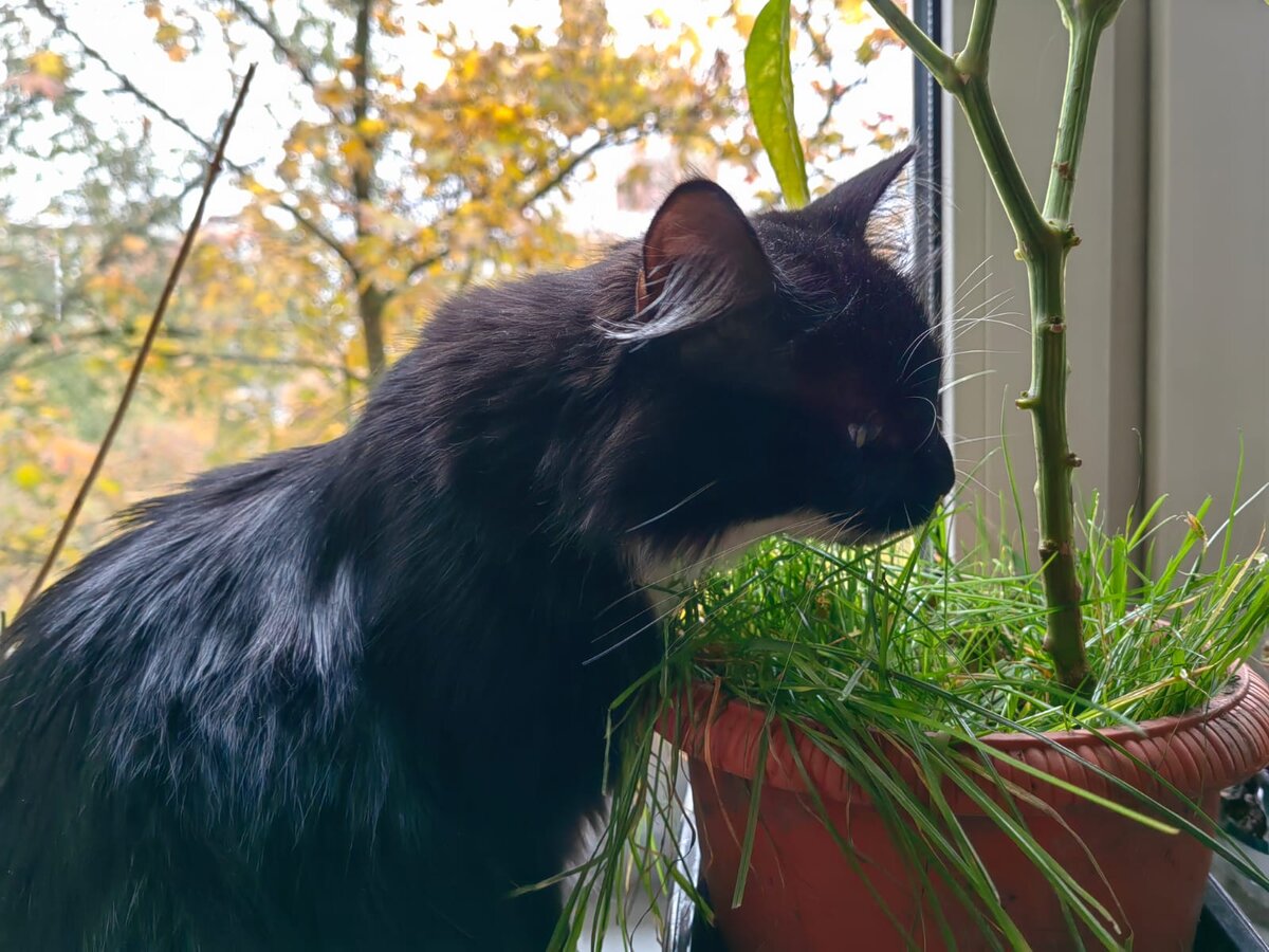 Кстати, перец у меня так и не вырос, то кошка плод отгрызет, то сам засыхал-видимо земли все таки мало. Посажу его в мае теплицу, прикольно посмотреть на двухлетний перец.