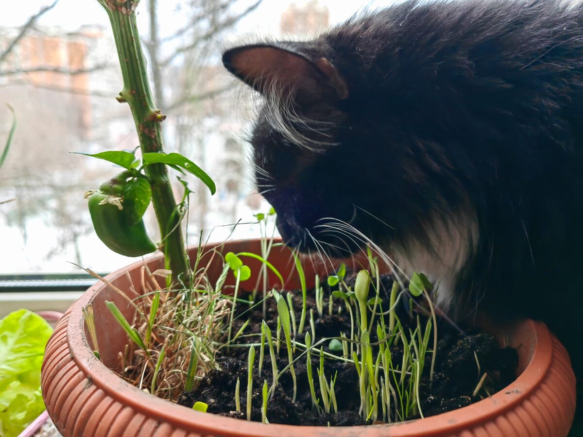 У меня живет дома кошка. Кошкам иногда нужно погрызть траву, при помощи жестких волокон которой кошки чистят желудок от шерсти.  Летом травы много, тем более кошка проводит на даче каникулы.-2