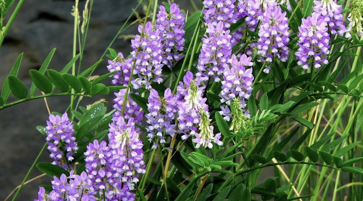 Солодка голая (Glycyrrhiza glabra)